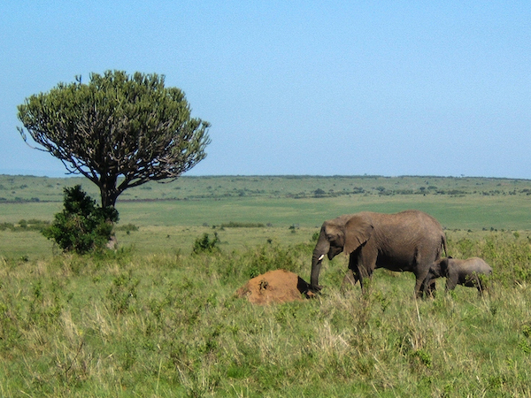 elephants on the plain